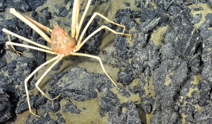 Spider Crab on lava
