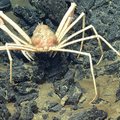 Spider Crab rear view