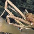 Spider Crab feasting on a jellyfish