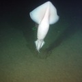 Humboldt Squid Playing Cat and Mouse