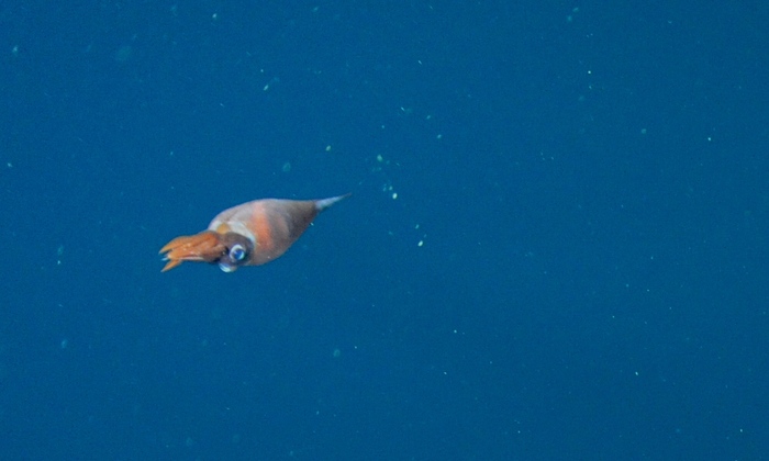 Cockatoo Squid swims by