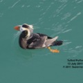 Tufted Puffin 