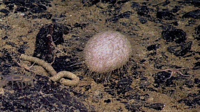 Unknown Sea Urchin 1