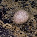 Unknown Sea Urchin 1