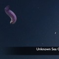 Unknown Sea Cucumber 1, Video 1