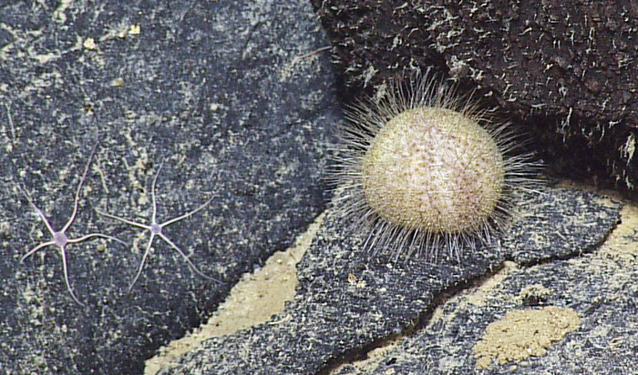 Unknown Sea Urchin 1 at 5000 ft Axial Seamount