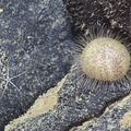 Sea Urchins at Axial