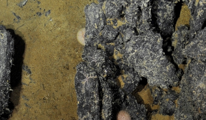 Unknown Sea Urchins hide beneath lava rock
