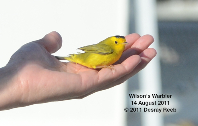 Wilsons Warbler