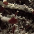 Tube Worms in Diffuse Flow 